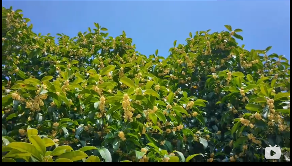 校园里的桂花开了，真的太太太香了！